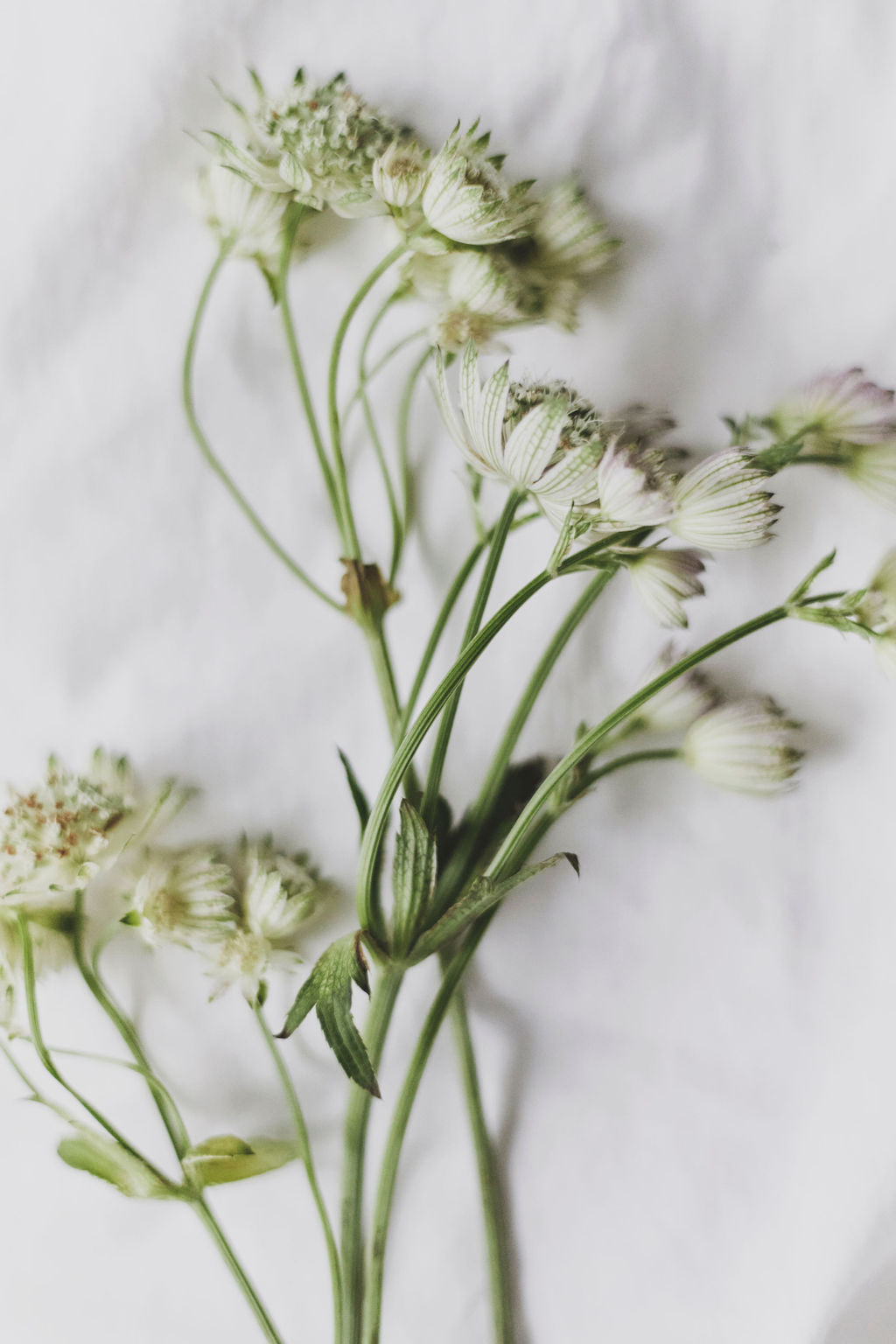 floruisse flower, our symbol to bloom while wearing your gender inclusive lingerie